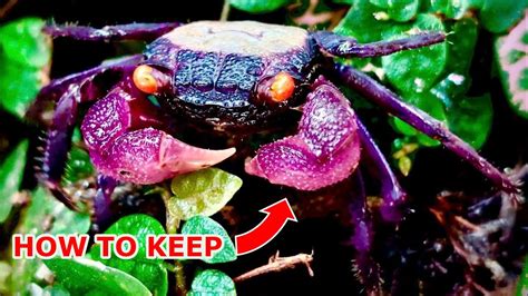 Vampire Crab (Geosesarma Dennerle): Ultimate Care .